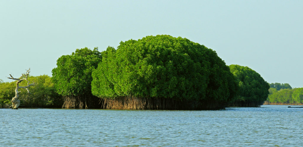 MANGROVES