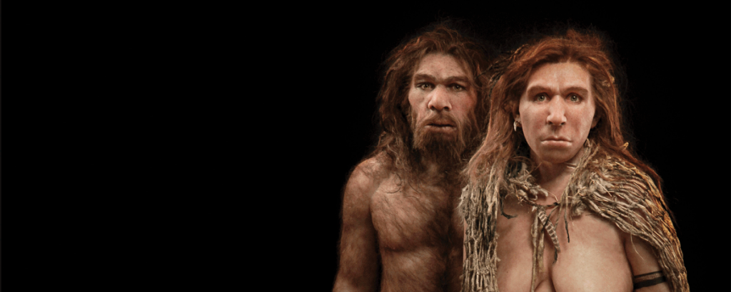 Studying the Neandertal DNA found in modern humans using stem cells and organoids