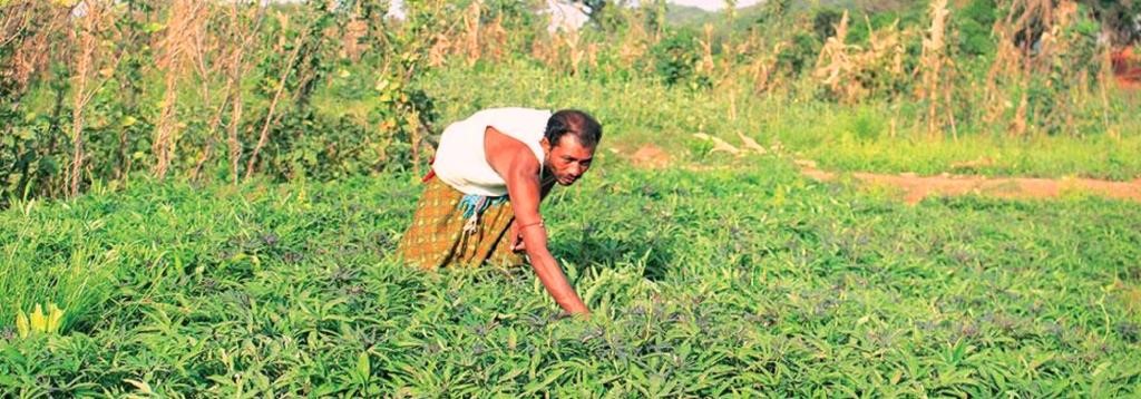 This Odisha tribe grows 20 crop varieties without jeopardising biodiversity