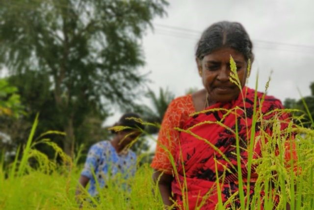 Agro biodiversity Initiatives Open Tribal Women’s Horizons