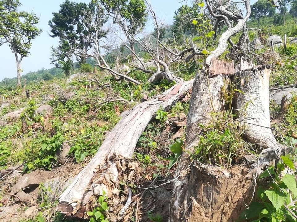 Odisha's-Tribal-Communities-Are-Reeling-Under- a -Land-Grab -Project-Masquerading-as -Afforestation'-anthropology-upsc-vishnu-ias