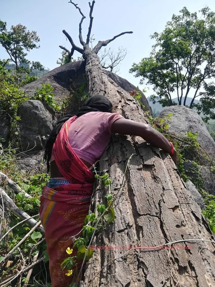 Odisha's-Tribal-Communities-Are-Reeling-Under- a -Land-Grab -Project-Masquerading-as -Afforestation'-anthropology-upsc-vishnu-ias