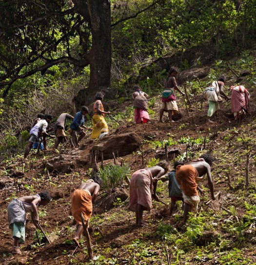 Dongria-Tribe-Of-Niyamgiri-Revive-Climate-Resilient-Heirloom-Seeds-anthropology-upsc-vishnu-ias