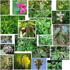 New-medicinal-plants-found-in-Manipur-upsc-anthropology-vishnuias