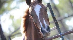 Equine Herpes Virus Outbreak in Europe