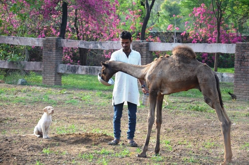 How-a-German-Vet’s-Love-for-Camels-is-Saving-a-Unique-Community-upsc-anthropology-vishnu-ias