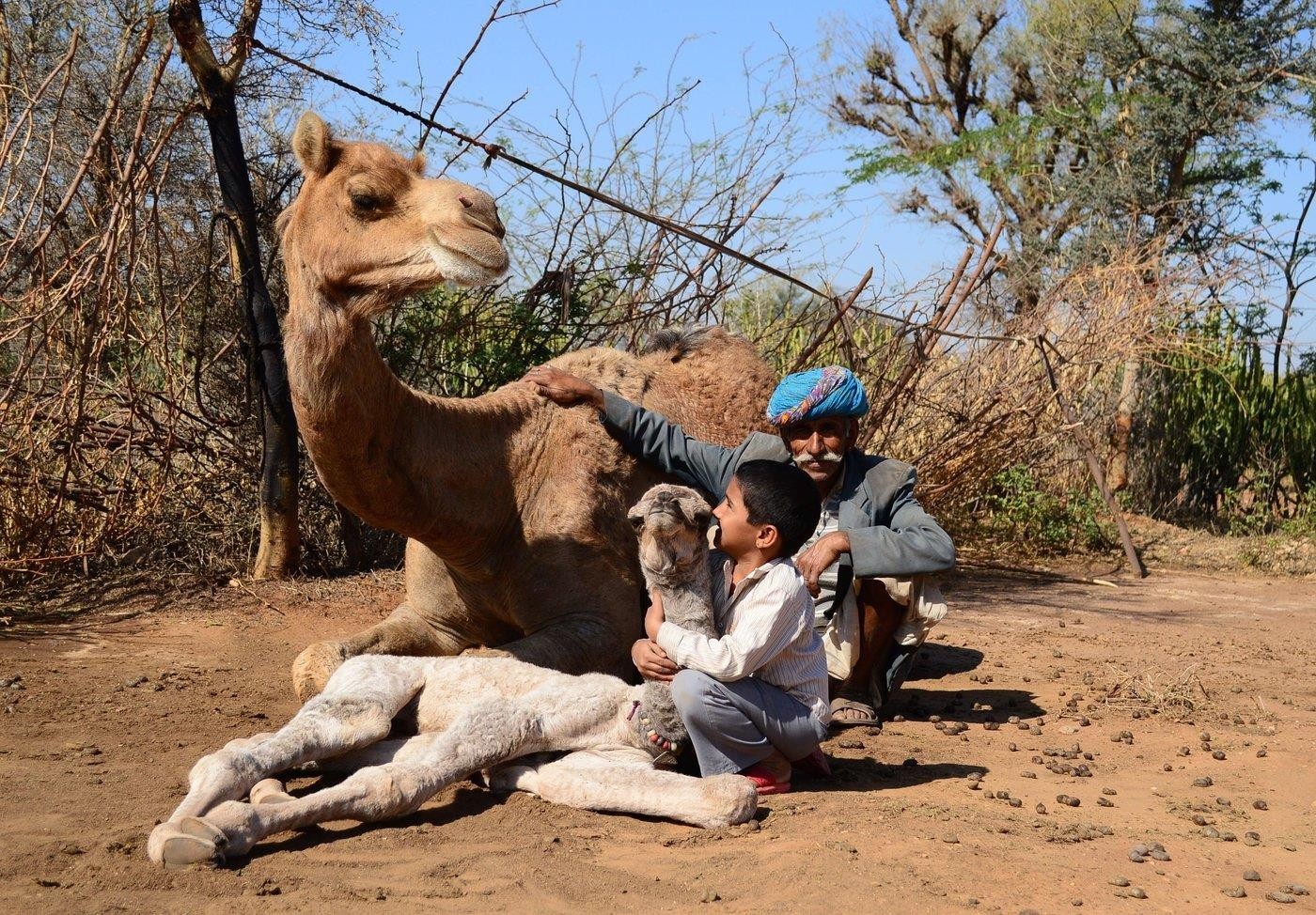 How-a-German-Vet’s-Love-for-Camels-is-Saving-a-Unique-Community-upsc-anthropology-vishnu-ias