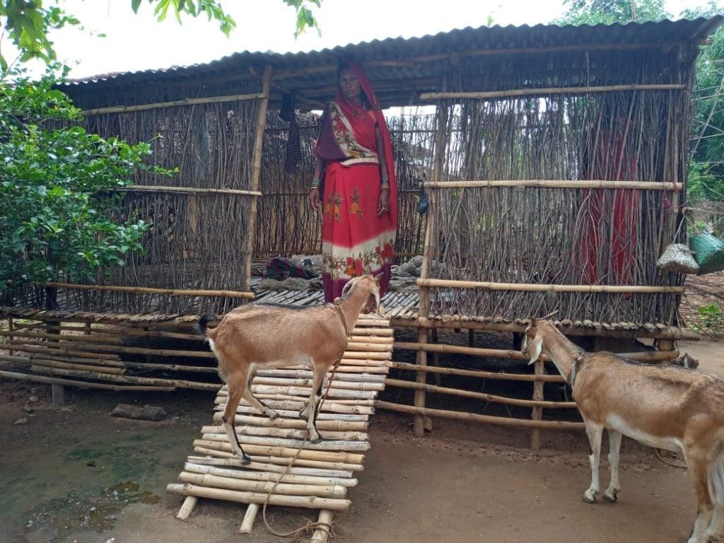 In shortage of vets, Pashu Sakhis support cattle & poultry farmers in Jharkhand’s tribal hinterland