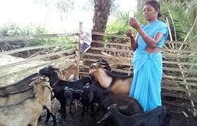 In shortage of vets, Pashu Sakhis support cattle & poultry farmers in Jharkhand’s tribal hinterland