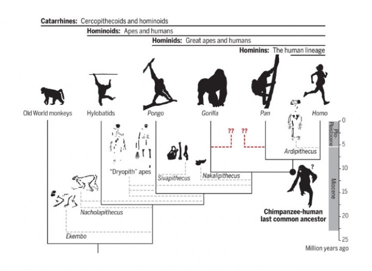 No,-Humans-Didn't-Evolve-From-the-Ancestors-of-Living-Apes-upsc-anthropology-vishnu-ias