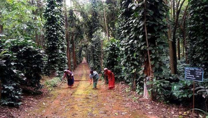 Organic-coffee-farming-is-transforming-the-lives-of-tribal-communities-upsc-anthropology-vishnu-ias