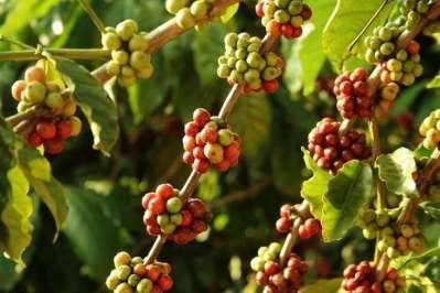 Organic-coffee-farming-is-transforming-the-lives-of-tribal-communities-upsc-anthropology-vishnu-ias