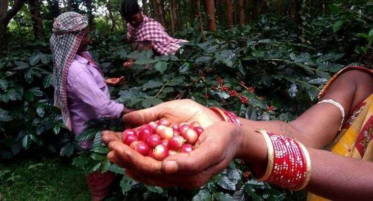 Organic-coffee-farming-is-transforming-the-lives-of-tribal-communities-upsc-anthropology-vishnu-ias