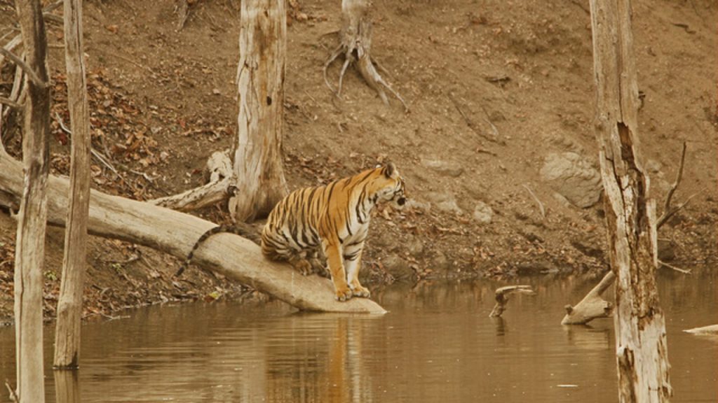 Pench-Tiger-Reserve-Maharashtra-upsc-current-affairs-imoprtant-topic-vishnu-ias