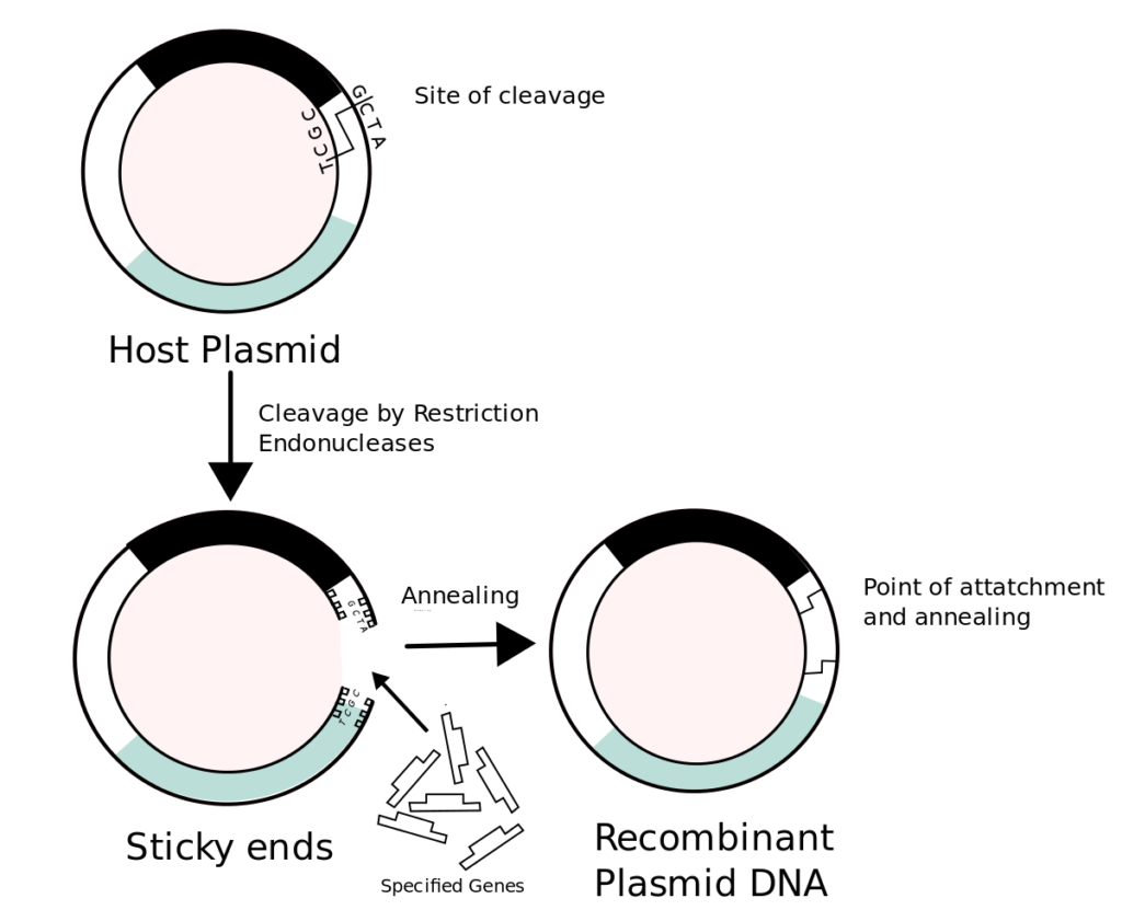 Recombinant DNA Technology-upsc-vishnu-ias