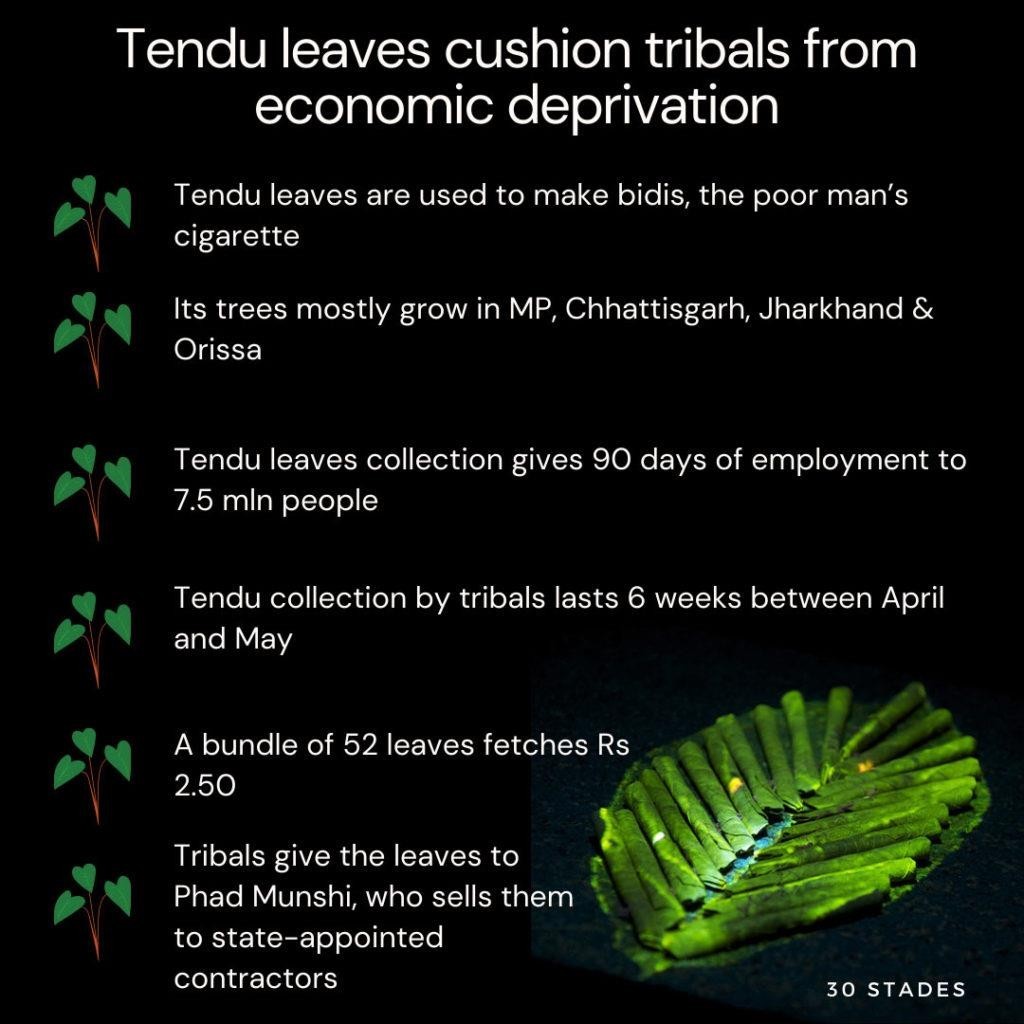 Tendu-leaves-cushion-tribals-from-economic-deprivation-during-COVID-upsc-anthropology-vishnuias