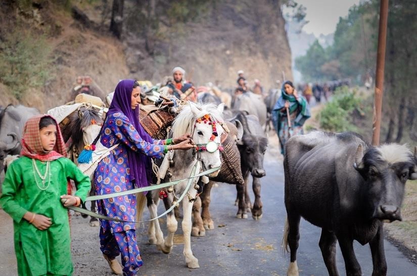 Travelling-with-the-Van-Gujjars-Tracing-a-forest-dwelling-nomadic-upsc-anthropology-vishnu-ias