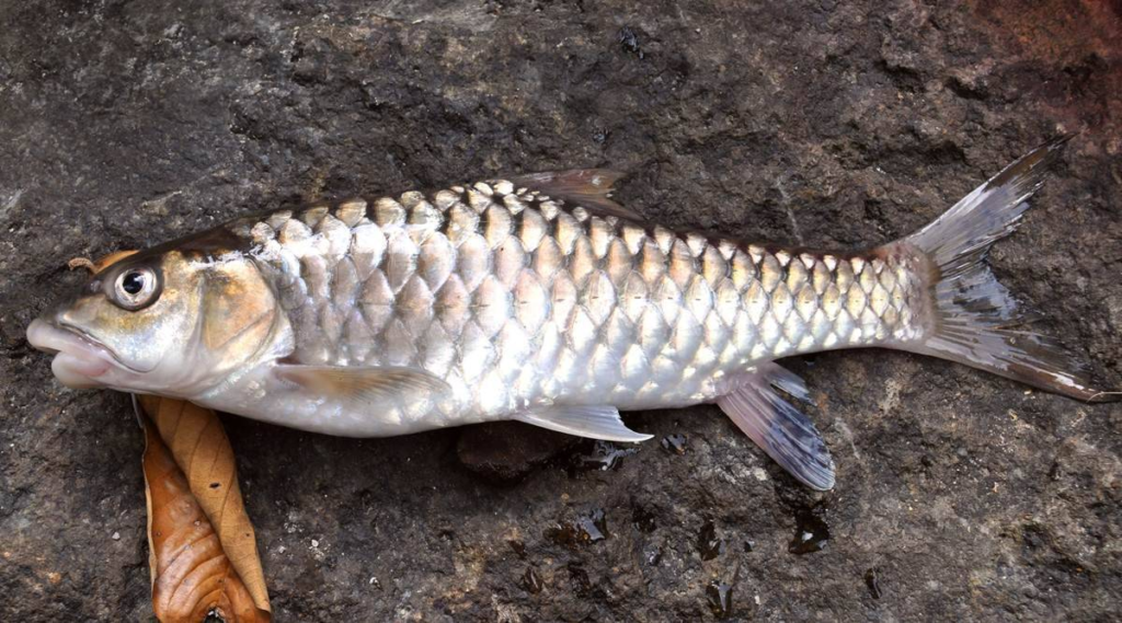 Blue-finned-Mahseer