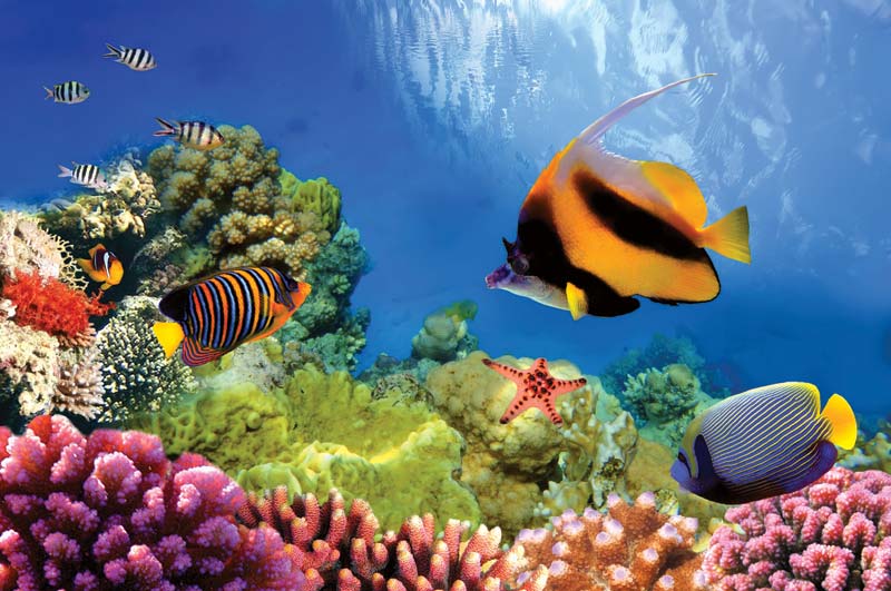 Great-Barrier-Reef-upsc-vishnu ias