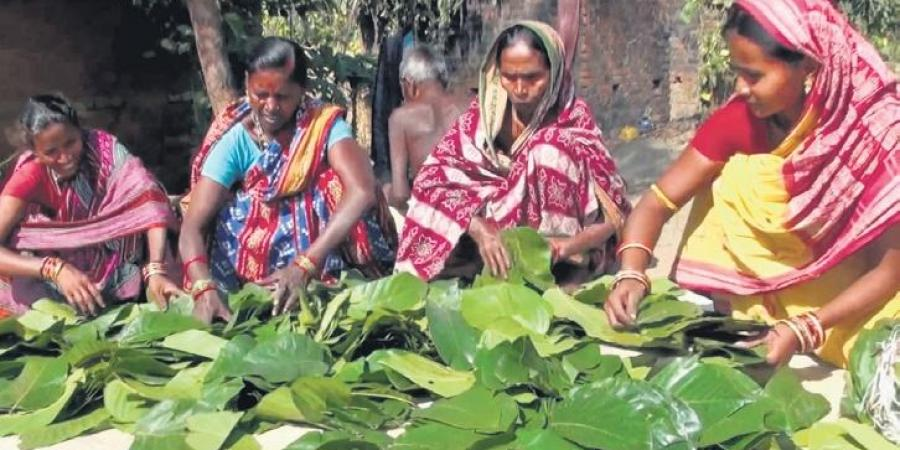 Sal leaf plates pile up so does agony of Kandhamal’s tribal women-anthropology-vishnu ias