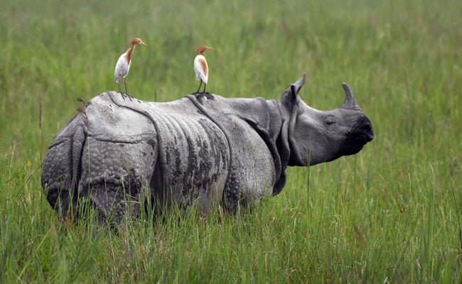 Kaziranga National Park: Assam -upsc-vishnu ias