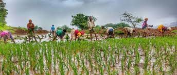 Grass turns greener for tribal farmers, migrants the silage way