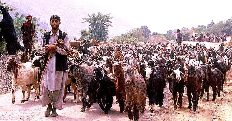 25 Mobile Schools to Migrate with Kashmir’s Nomadic Gujjars and Bakherwals!