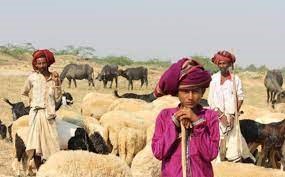 Rabari, Bharvad and Charan of Gujarat