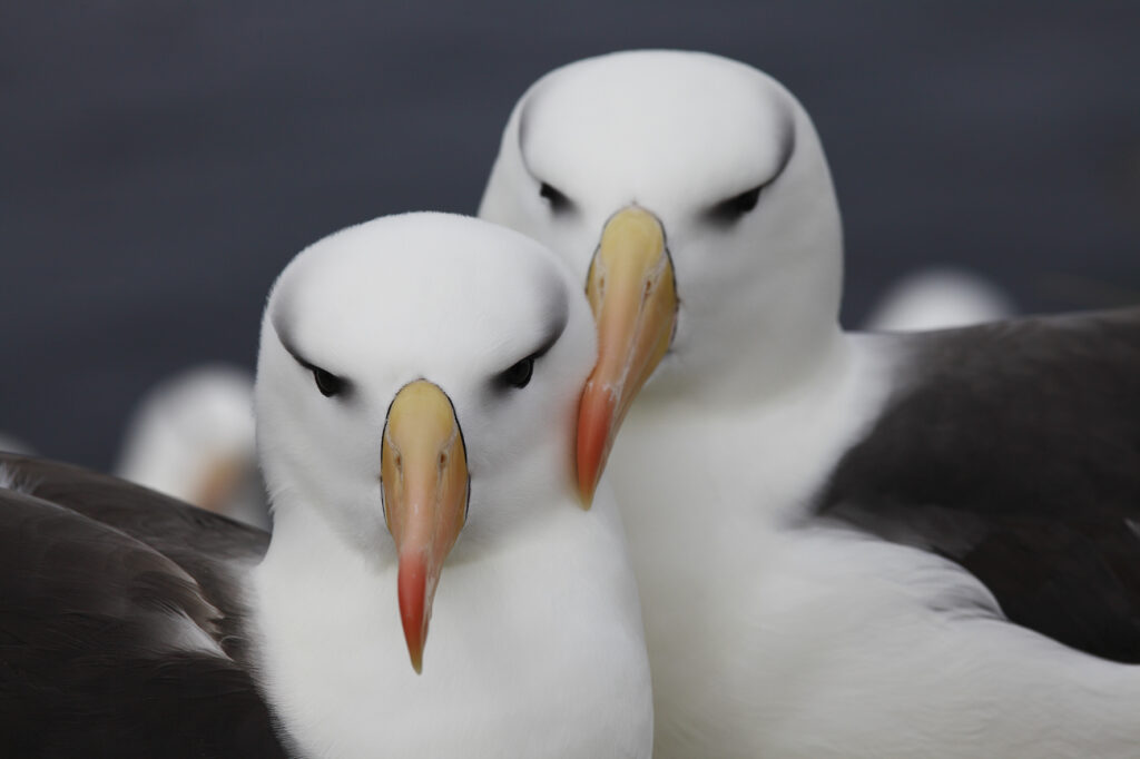 Black-browed-Albatross-CURRENT-affairs-vishnu-ias