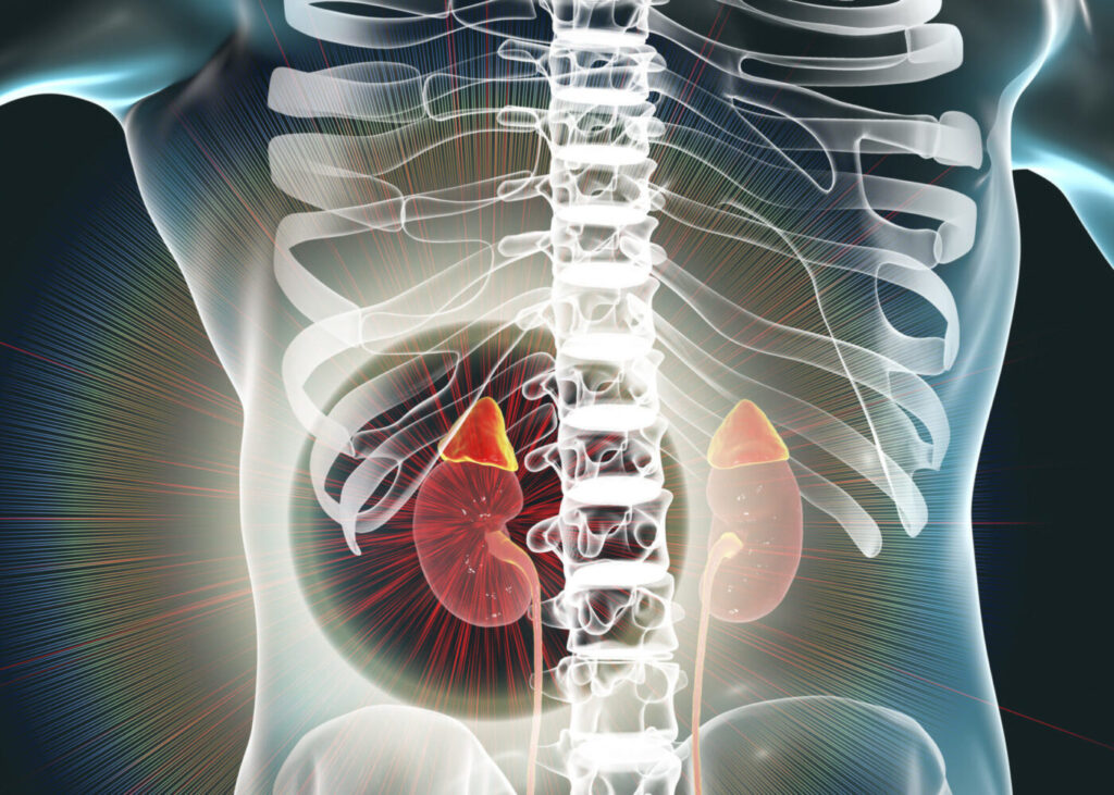 Researchers-Uncover-a-Gene- Mutation-Linked-to-the-Development0-of-Kidney-Disease-anthropology-snippet-vishnu-ias