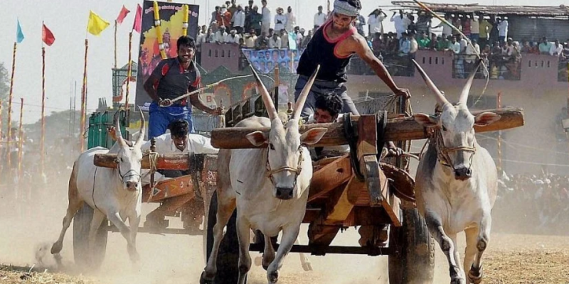 SC-Permits-Bullock -Cart-Racing-in Maharashtra-current-affairs-vishnu-ias