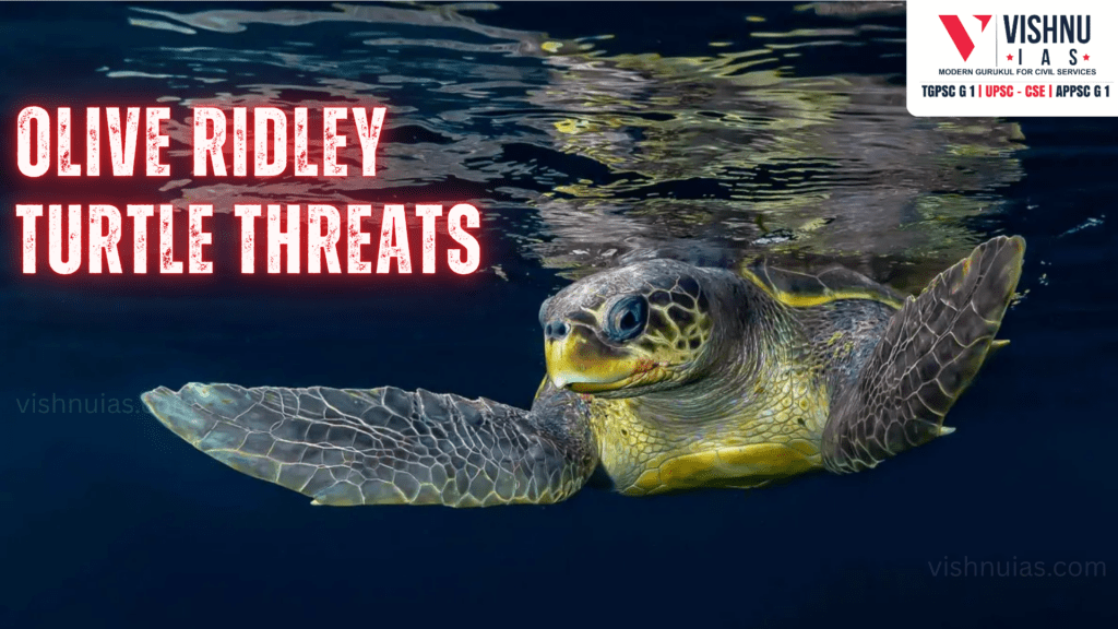 Olive Ridley Turtles in India
